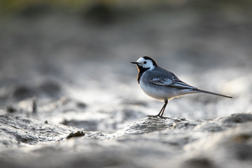 wagtail
