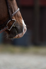 Hunter/jumper horse show