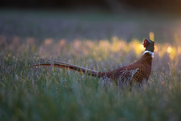 pheasant in the grass