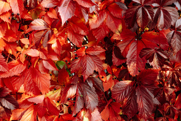 Red and Orange Autumn Leaves Background over a wall