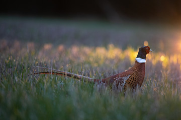 pheasant in field