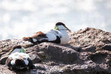 Common eider on a rock