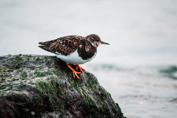 turnstone on a rock