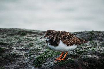 turnstone on a rock