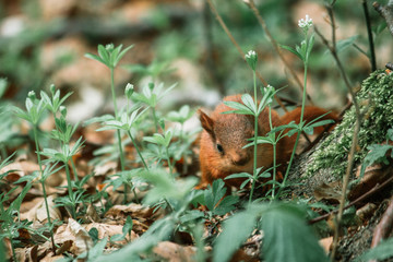 squirrel in forest
