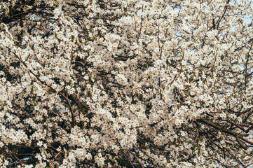 White tender apricot tree flowers in spring orchard