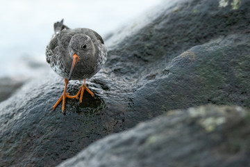sandpiper on a rock