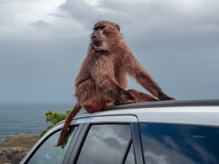 South African Baboons are dangerous when you leave your car open