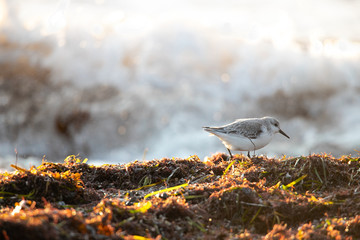 bird on the beach