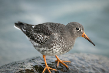 sandpiper on a rock