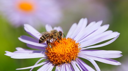 bee or honeybee sitting on flower, Apis Mellifera