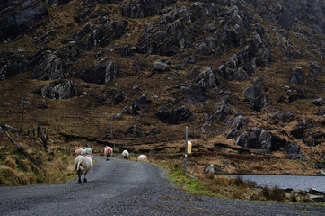 Sheep on the Wild Atlantic Way in Ireland