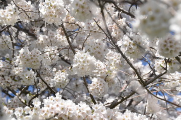 beautiful white cherry blossom trees in spring bloom
