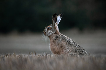 Image of hare in the grass printed on Printed Glass Splashbacks