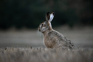 hare in the grass
