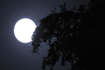 full moon and tree