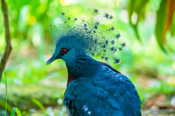 Unusual Crowned Pigeon in a green park. beauty of nature. Bird watching
