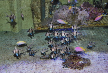 Poissons tropicaux