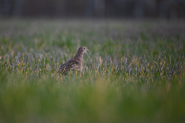 pheasant in the grass