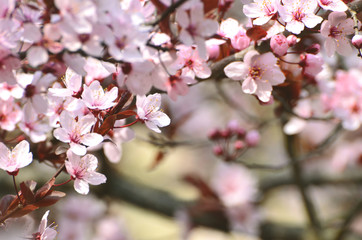 Spring pink blossom of tree , park ,nature photo 