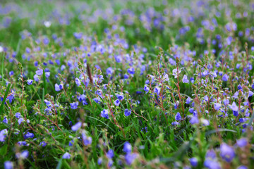 Fioletowe kwiatki w trawie