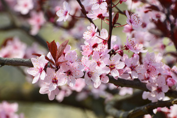 Spring pink blossom of tree , park ,nature photo 
