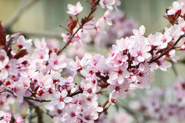 Spring pink blossom of tree , park ,nature photo 