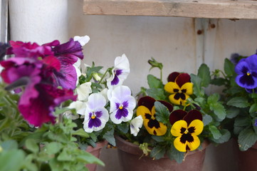 Colorful pansies by spring in Algeria
