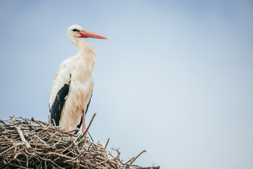 white stork in the nest