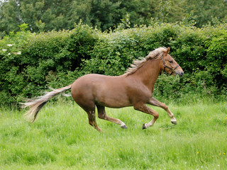 Pony Playing