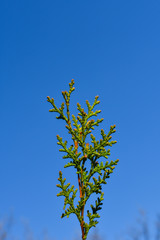 Green leaves on a background of blue sky. Place for an inscription.