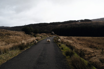 Sheep on the Wild Atlantic Way in Ireland