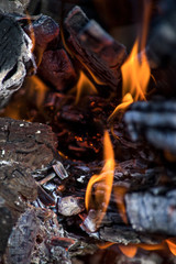 black embers of a tree engulfed in flames of fire