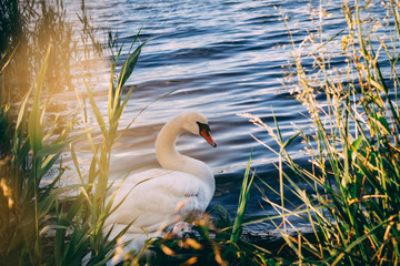 white swan