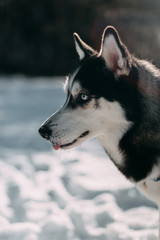 Black Hasky Dog with Blue eyes. Close-up dog portrait in the winter in the background of snow..