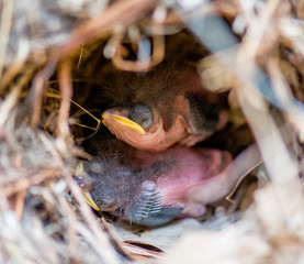 Baby birds in the nest waiting for mom to come back so they can eat