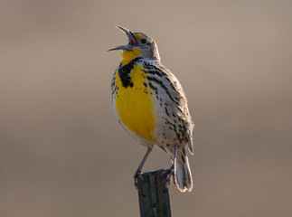 meadowlark on a fence post