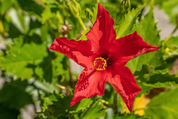 Flower of red hibiscus in detail in the summer in the garden