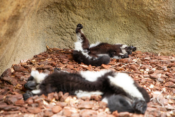 lemurs rest in the shade of a stone