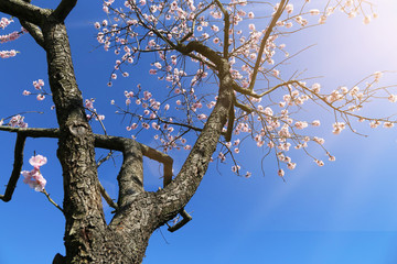 Almond blossoms tree (Prunus dulcis) photographed from below