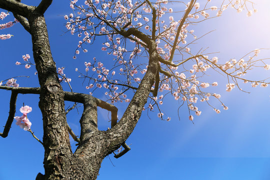 Almond Blossoms Tree (Prunus Dulcis) Photographed From Below