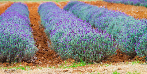 Lavender Fields at Becker Vineyards Annual Lavender Fest, Fredericksburg, Texas, USA