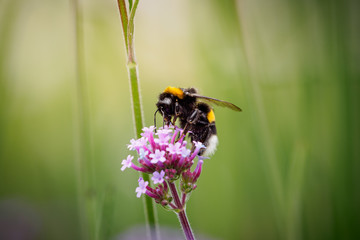 Hummel auf Eisenkraut Blüte