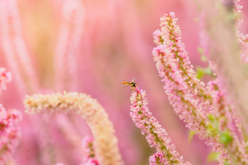 Schwebefliege in Blumen