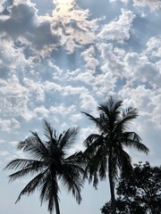 palm trees against blue sky