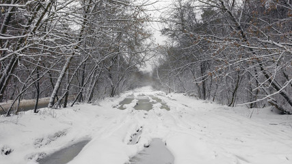 Impassable road in the winter forest