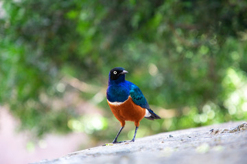 Superb Starling on a blurred background