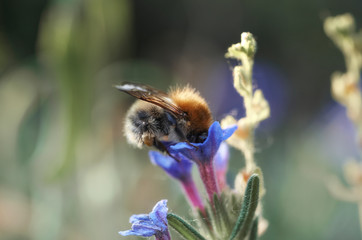 A bumblebee in the summer garden looking for nectar