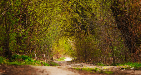 Alley in the summer forest