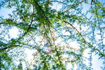 prickly branch of acacia